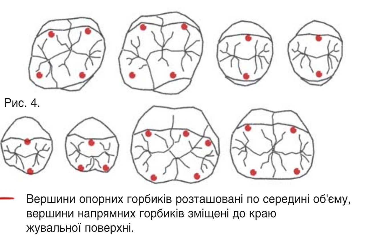 Рис. 4. Вершини опорних горбиків розташовані по середині об’єму, вершини напрямних горбиків зміщені до краю жувальної поверхні.
