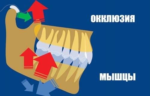 Схема циклу оклюзія — м'язи — ЦНС