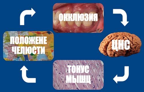 Схема положення щелепи, тонусу м'язів і ЦНС