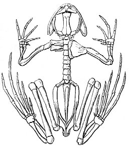 Рис. 29. Скелет жаби.