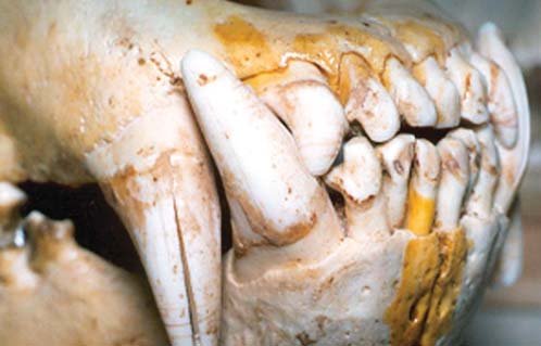 Рис. 38. Зубощелепний апарат ведмедя.