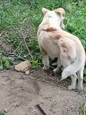 Вдячні мешканці визволених сіл Харківщини й Донеччини, поранена собачка Міна, яку виходили медики, та повернення до мирної праці