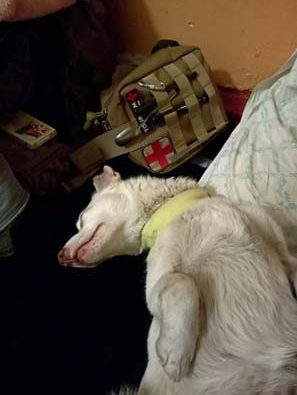 Вдячні мешканці визволених сіл Харківщини й Донеччини, поранена собачка Міна, яку виходили медики, та повернення до мирної праці