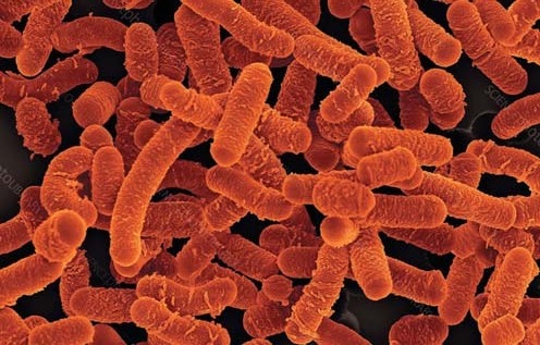 Streptococcus mutans, основний збудник карієсу: жування безцукрової гумки знижує його рівень і перешкоджає продукуванню кислоти бактеріями.