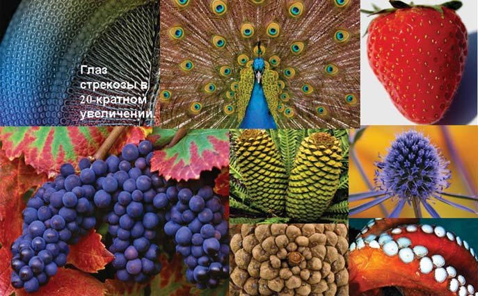 Спіральна симетрія за законами філотаксису
